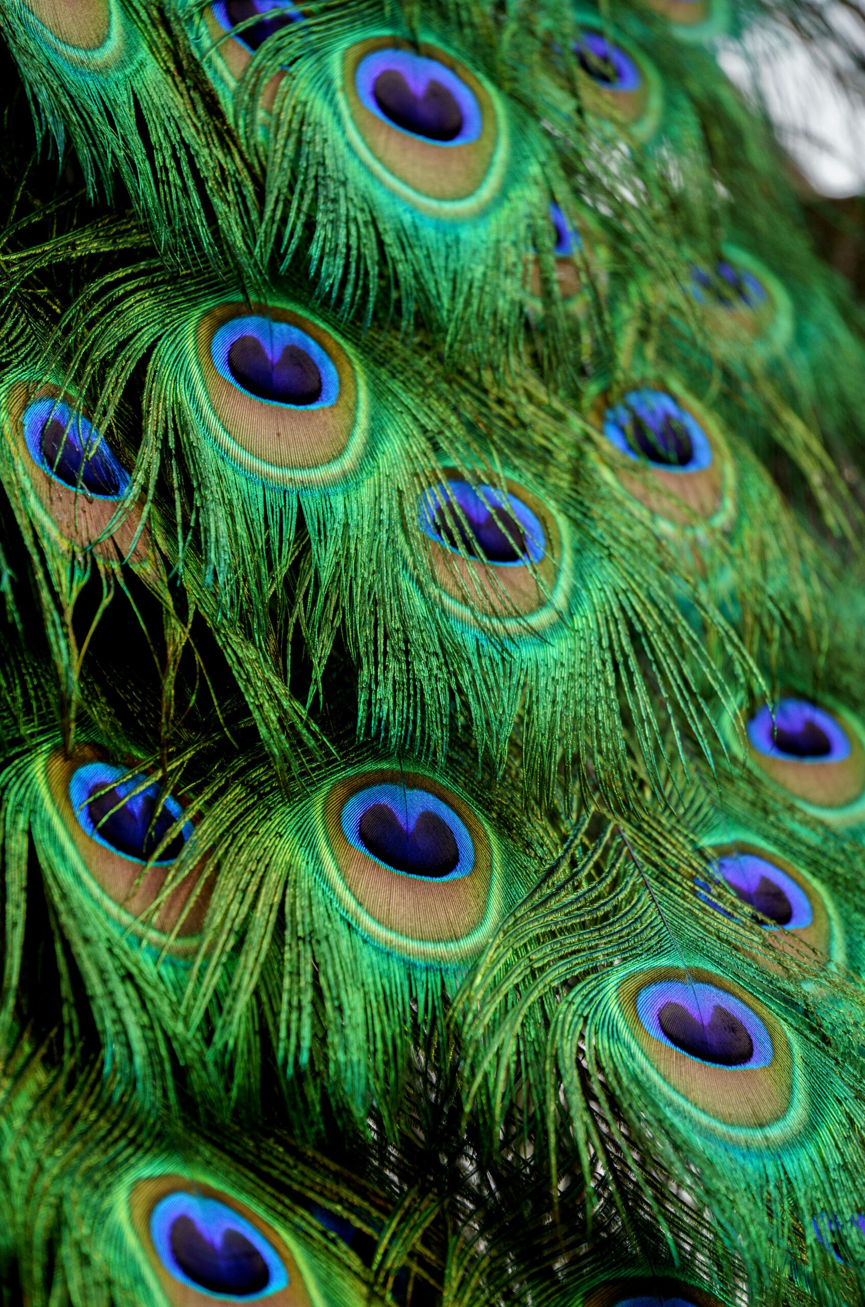 Fonds de dotation nature