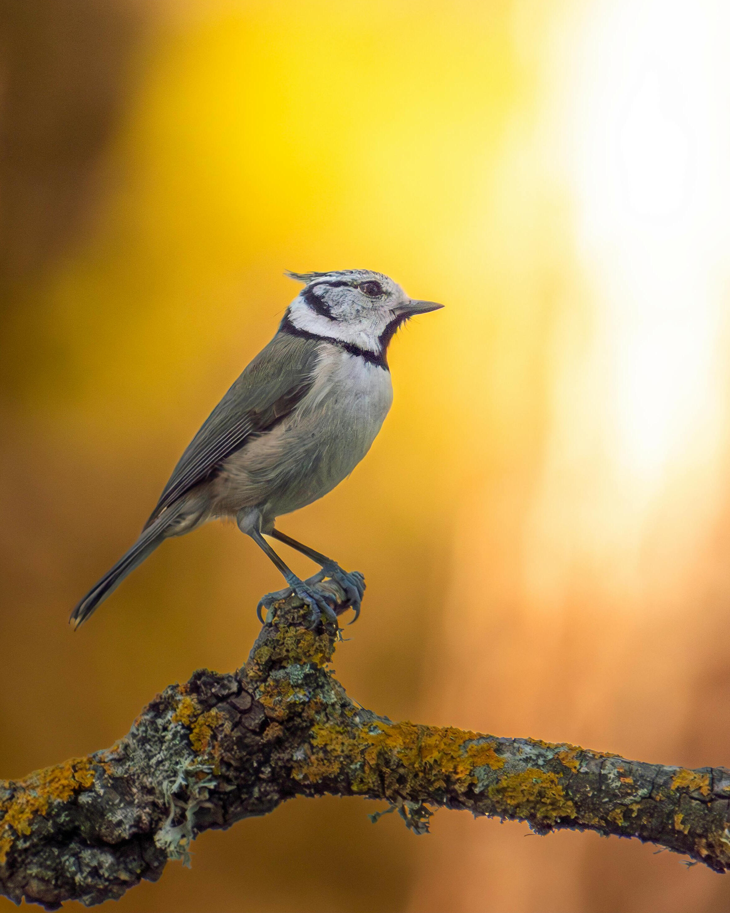Fonds de dotation nature